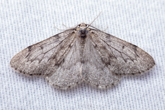 Nepytia freemani