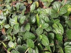 Ceanothus thyrsiflorus griseus