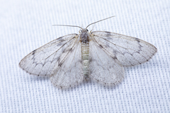 Nepytia freemani