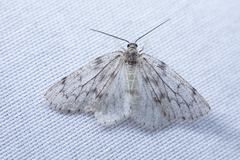 Nepytia freemani