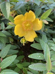 Hypericum forrestii