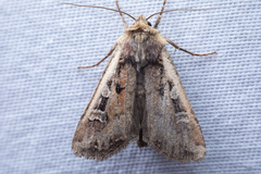 Euxoa ochrogaster
