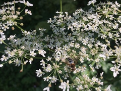 Leucozona glaucia