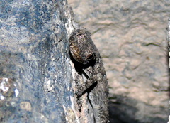 Mediodactylus heterocercus