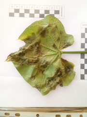 Alternaria