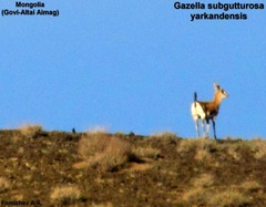 Gazella subgutturosa