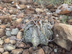 Astrophytum capricorne