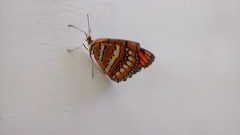 Byblia