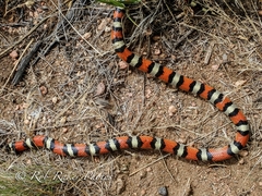 Lampropeltis gentilis