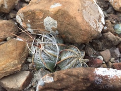 Astrophytum capricorne