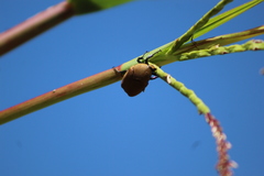 Hologymnetis cinerea