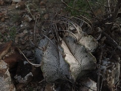 Astrophytum capricorne