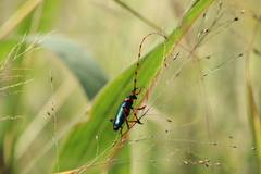 Stenaspis verticalis