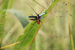 Stenaspis verticalis