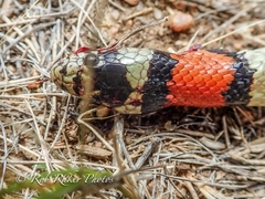 Lampropeltis gentilis