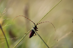 Stenaspis verticalis