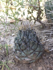 Coryphantha salinensis