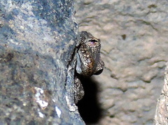 Mediodactylus heterocercus