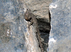 Mediodactylus heterocercus