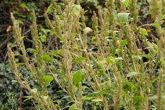 Amaranthus hybridus
