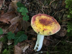 Russula aurea