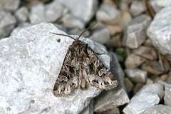 Pachetra sagittigera