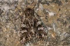 Pachetra sagittigera