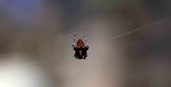 Araneidae