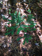 Taxus canadensis