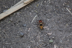 Dasymutilla sicheliana