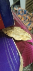 Anticarsia irrorata