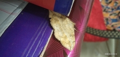 Anticarsia irrorata