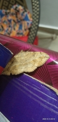 Anticarsia irrorata