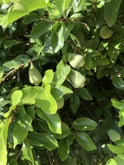 Ficus pumila