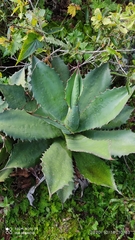 Agave cupreata