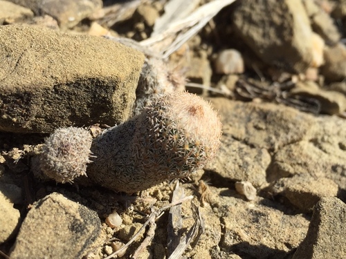 Epithelantha pachyrhiza
