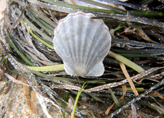 Flexopecten glaber ponticus