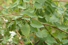 Fallopia