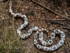 Lampropeltis gentilis