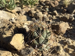 Coryphantha salinensis
