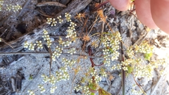 Adenogramma glomerata
