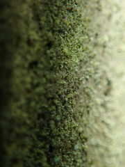 Chaenotheca brachypoda