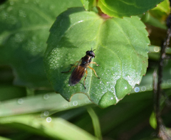 Pyrophaena granditarsis