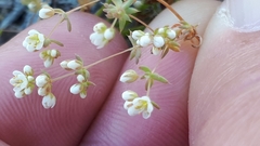 Adenogramma glomerata