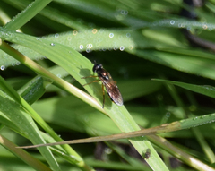 Pyrophaena granditarsis