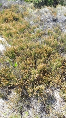 Willdenowia incurvata