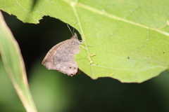 Pindis squamistriga