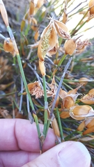 Willdenowia incurvata