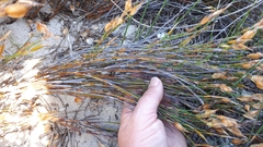 Willdenowia incurvata