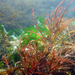 Succulent Seaweed - Photo (c) Karolle Wall, some rights reserved (CC BY-NC), uploaded by Karolle Wall